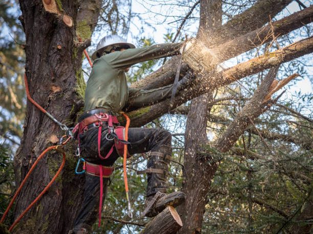 Man cutting branches on tree in the process of removing entire tree.